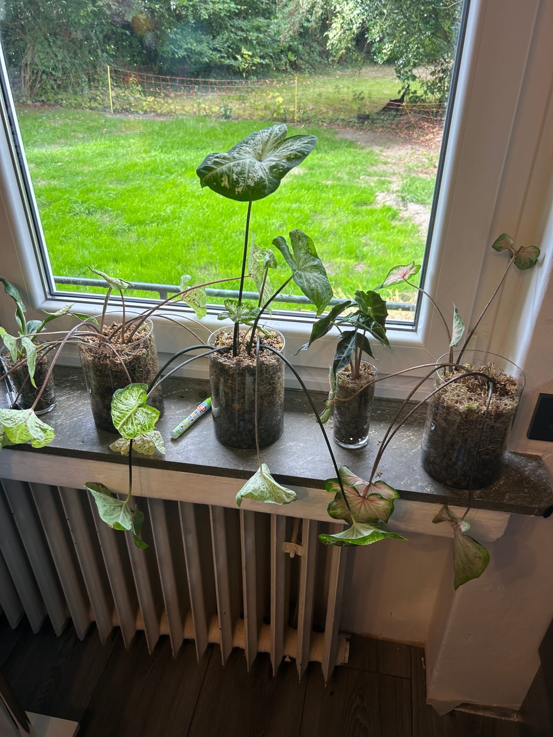 Customer photo review of Sphagnum Moss