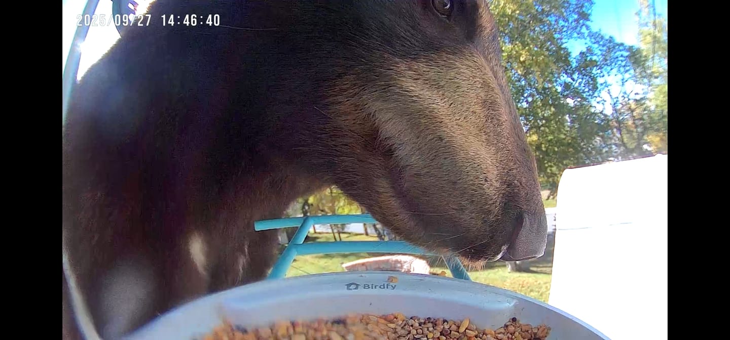 Customer photo review of Birdfy Feeder - AI-Powered Smart Bird Feeder with Camera