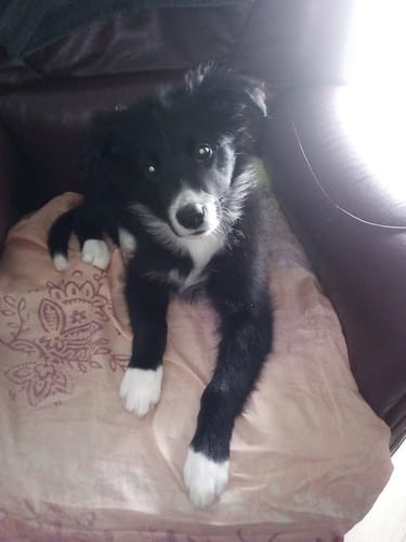 Customer photo review of Tug pour chiot - K9 TugMaster : Améliore le focus