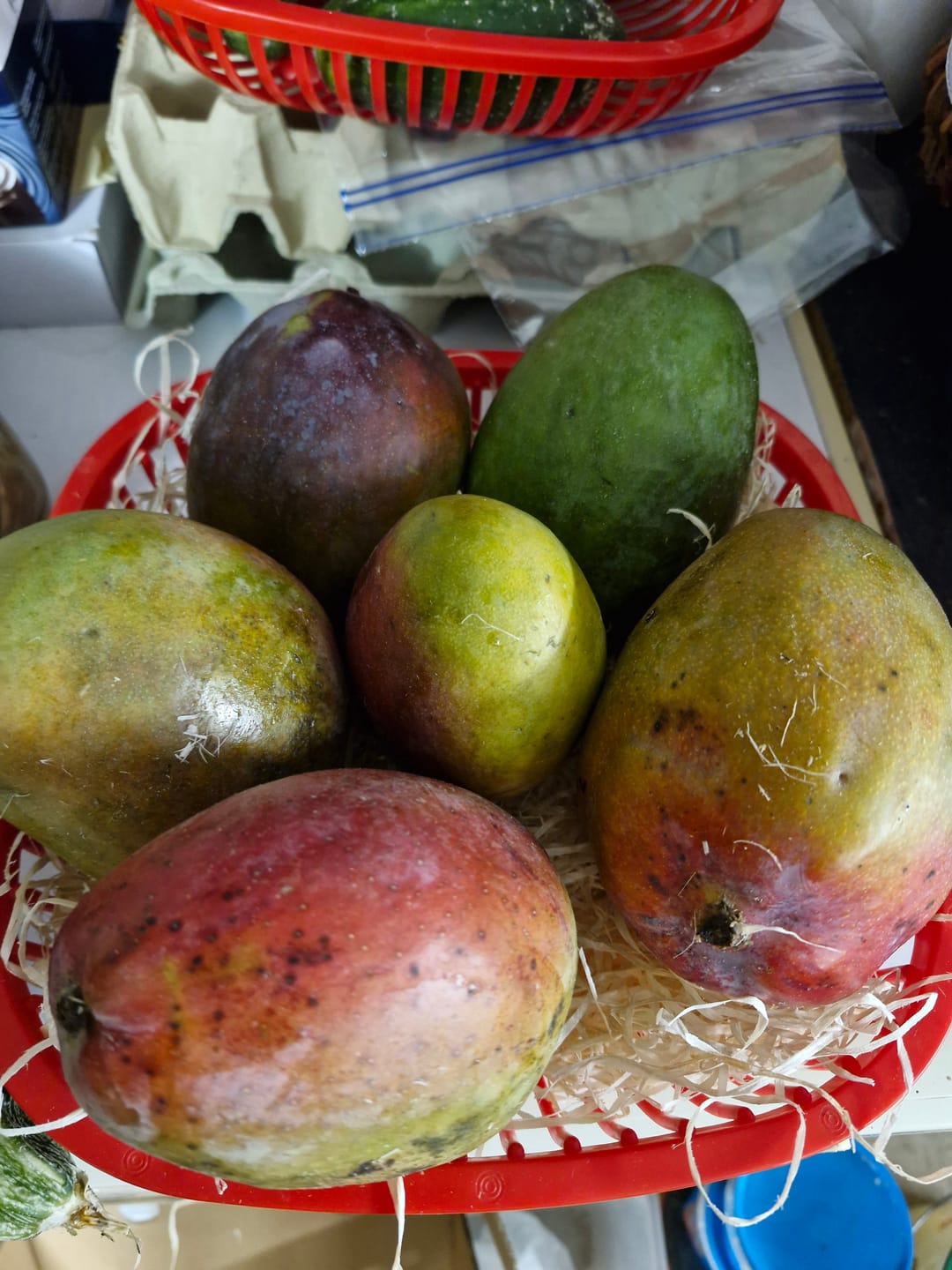 Customer photo review of Edel Mango Irwin Gold Mix Bio von Julian