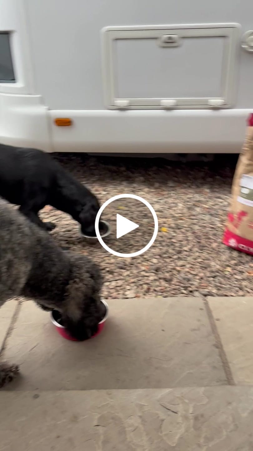 Customer video review of Welsh Lamb Dry Food