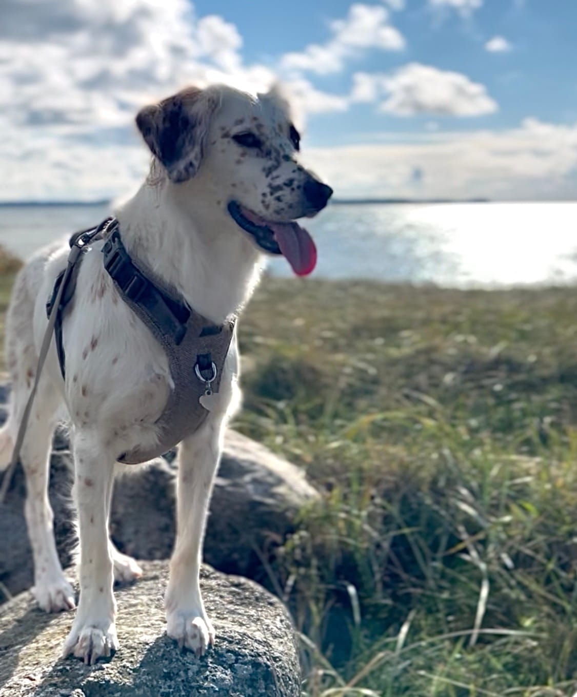 Customer photo review of Staey - Elma Hundesele, Mocca