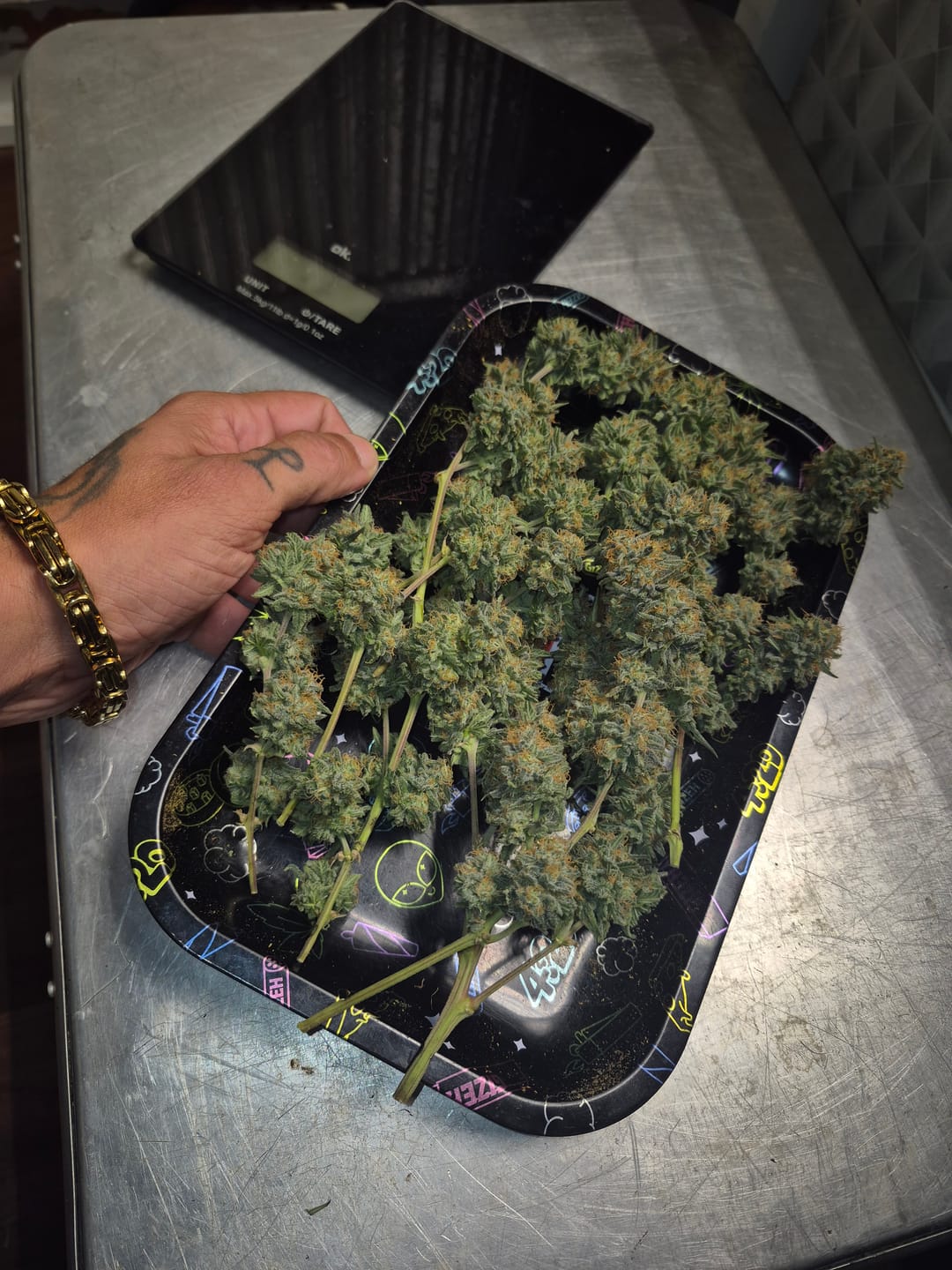 Customer photo review of Gelato F1 Cali Weed THC Samen – 50 Tage von Keimung bis Ernte – Autoflower – Die schnellsten Cannabis Samen der Welt
