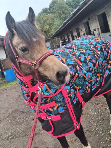 Customer photo review of Pretty Polly Stable Rug