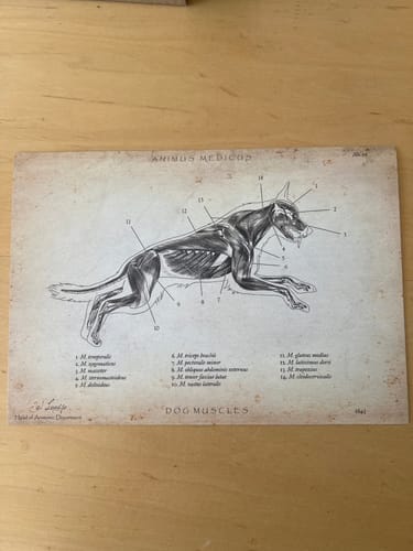 Customer photo review of Hunde Muskulatur