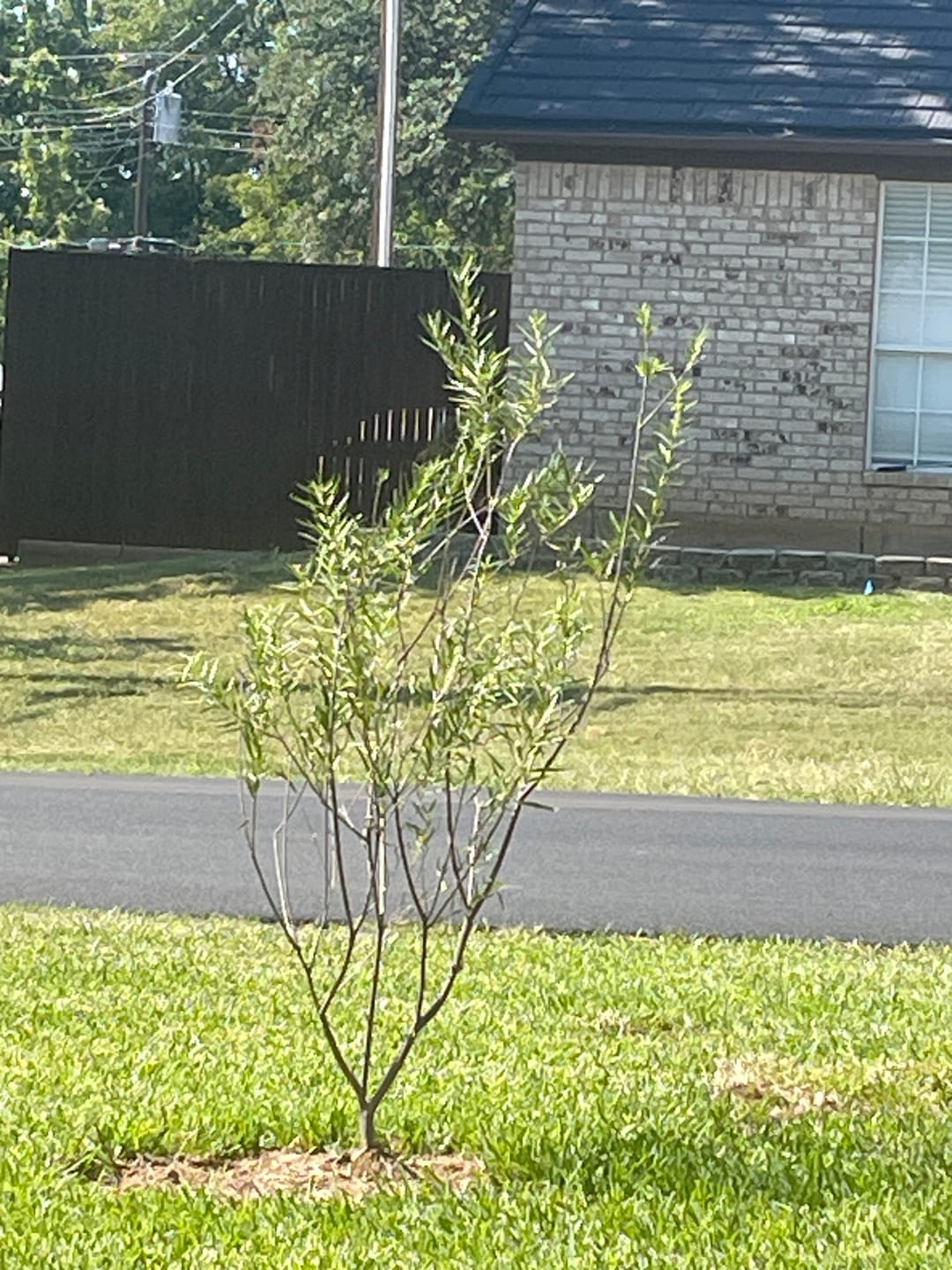 Customer photo review of Bubba Desert Willow 'Pink'