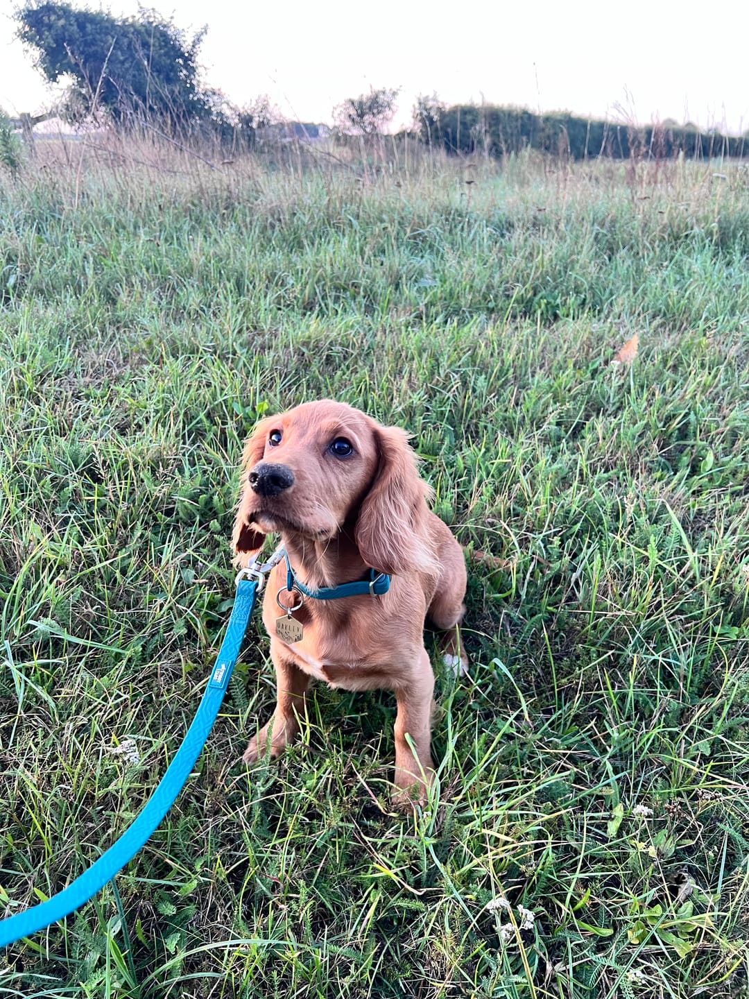 Customer photo review of Tidal Waterproof Collar