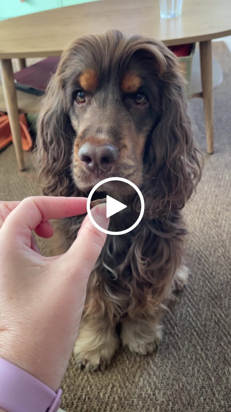Customer video review of Complément anxiété  | Chien
