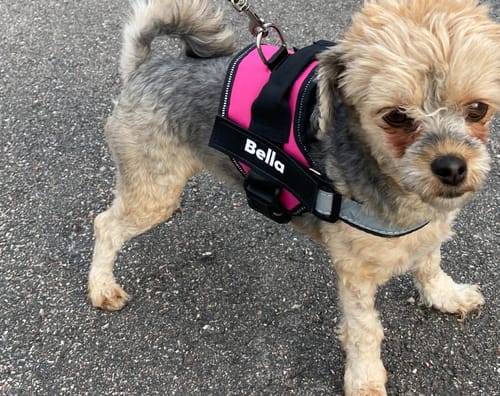 Customer photo review of Hundsele med Namn och Telefonnummer