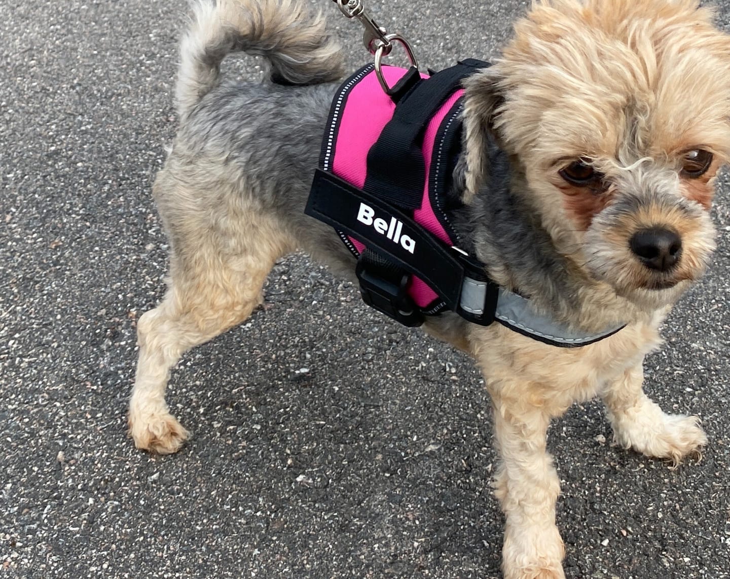 Customer photo review of Hundsele med Namn och Telefonnummer