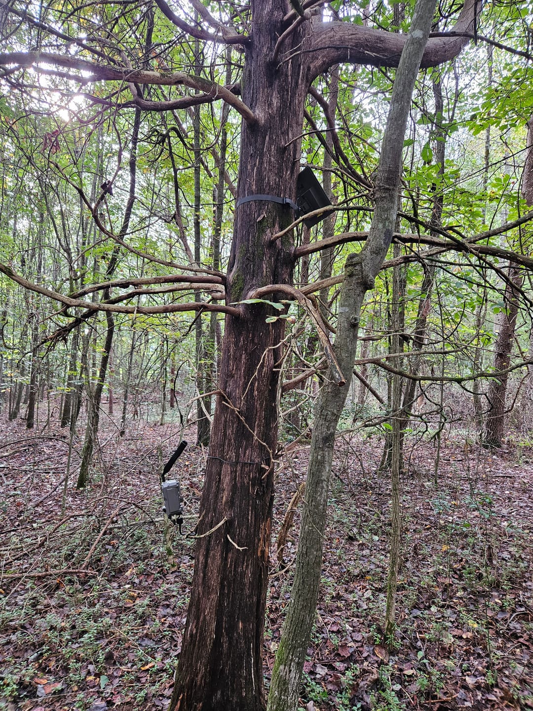 Customer photo review of GardePro X66 Pro Cellular Trail Camera