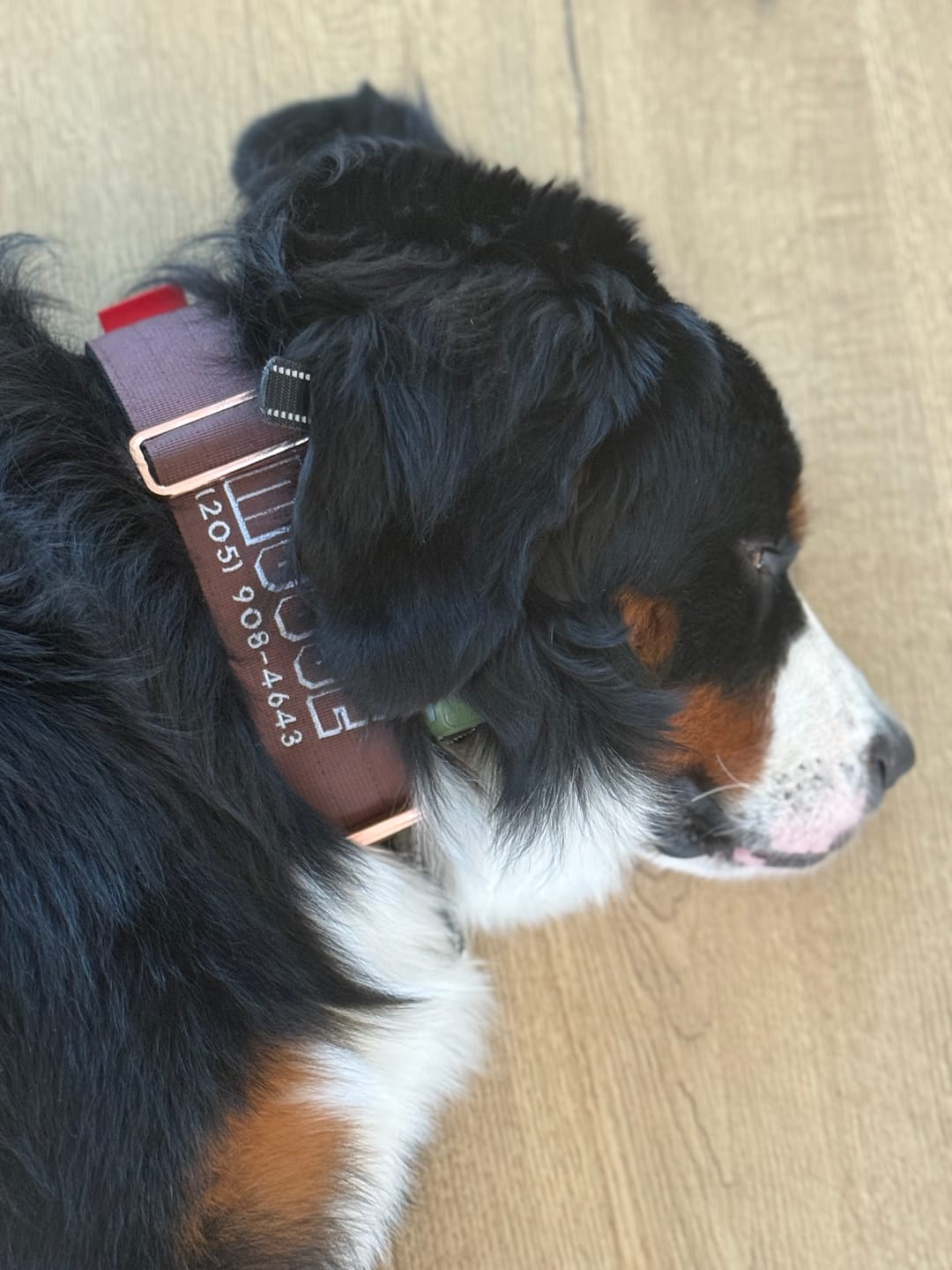 Customer photo review of 2" Tacti Luxe Dog Collar - Rose Gold - Chocolate