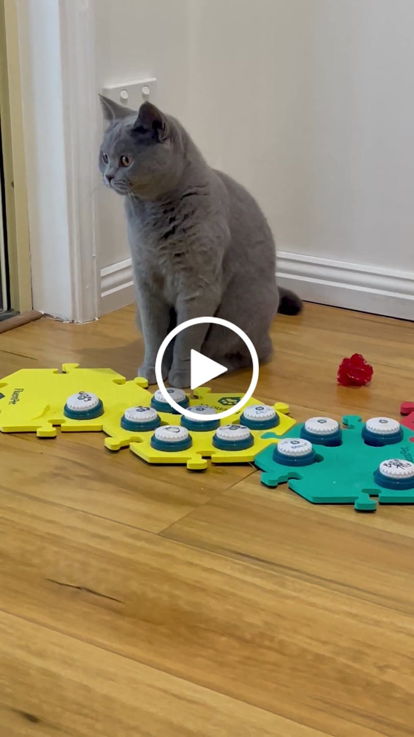 Customer video review of Speak Up! Button