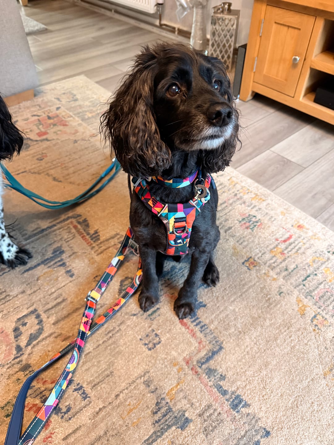 Customer photo review of Core Collar