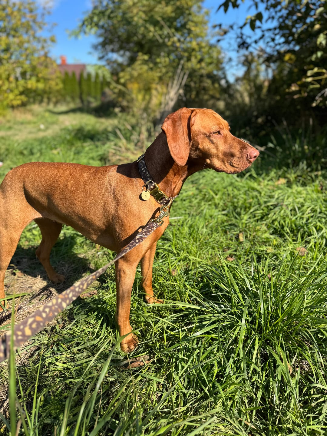 Customer photo review of Obroża "Brownie Terrazzo" - złote okucia