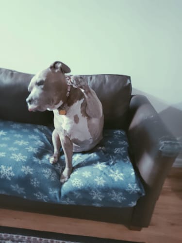 Customer photo review of ProDenta