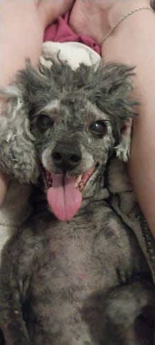 Customer photo review of GroomMate Pet Grooming Kit