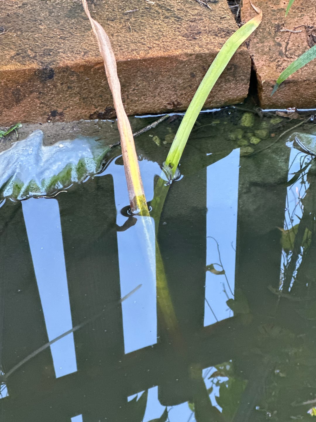 Customer photo review of Iris Pseudata Okagami