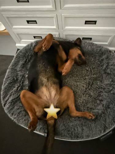 Emma M. review of Large Rebound Foam Insert + Base (no top cover) image 1 out of 1