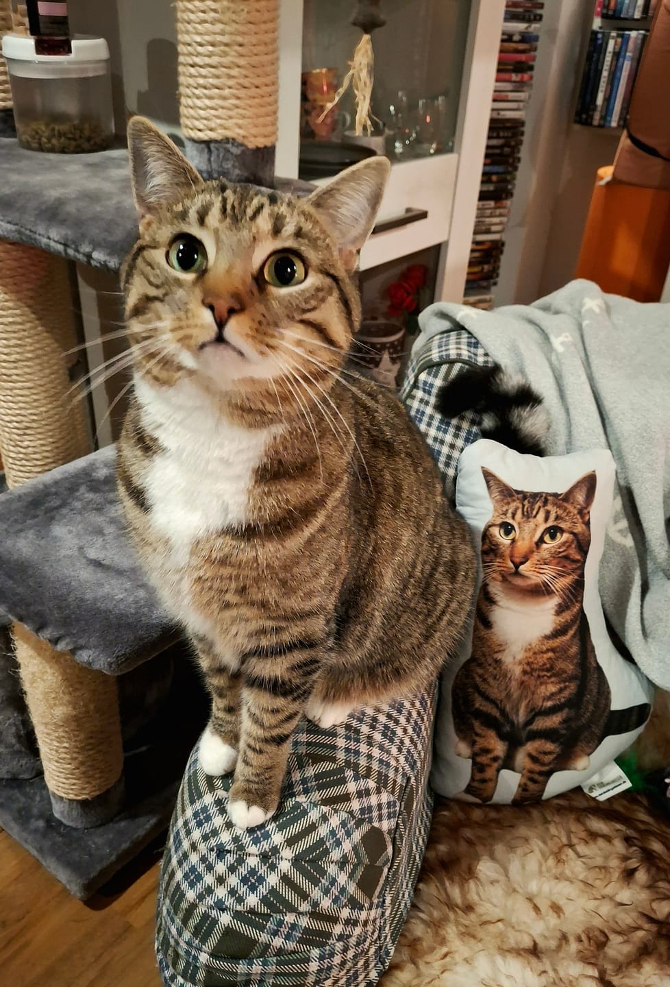 Customer photo review of Personalisiertes Katzenkissen