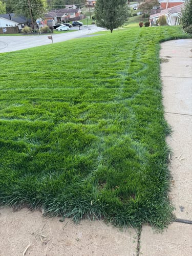 Customer photo review of GCI Turf Cool Blue Grass Seed