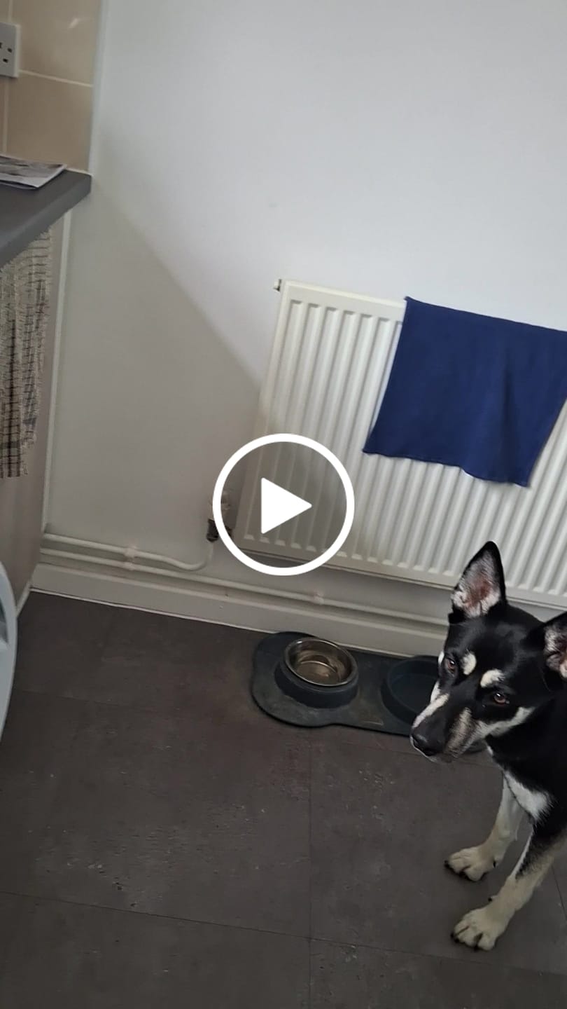 Customer video review of Scottish Salmon Dry Food