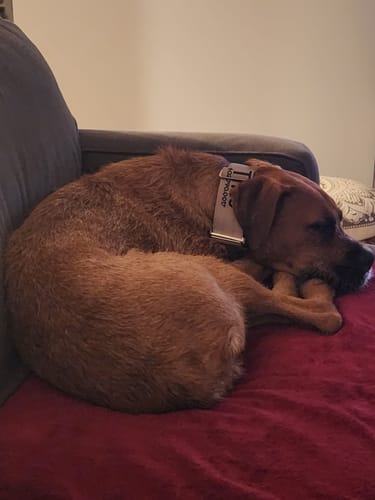 Customer photo review of 2" Luxe Martingale Dog Collar - Beach