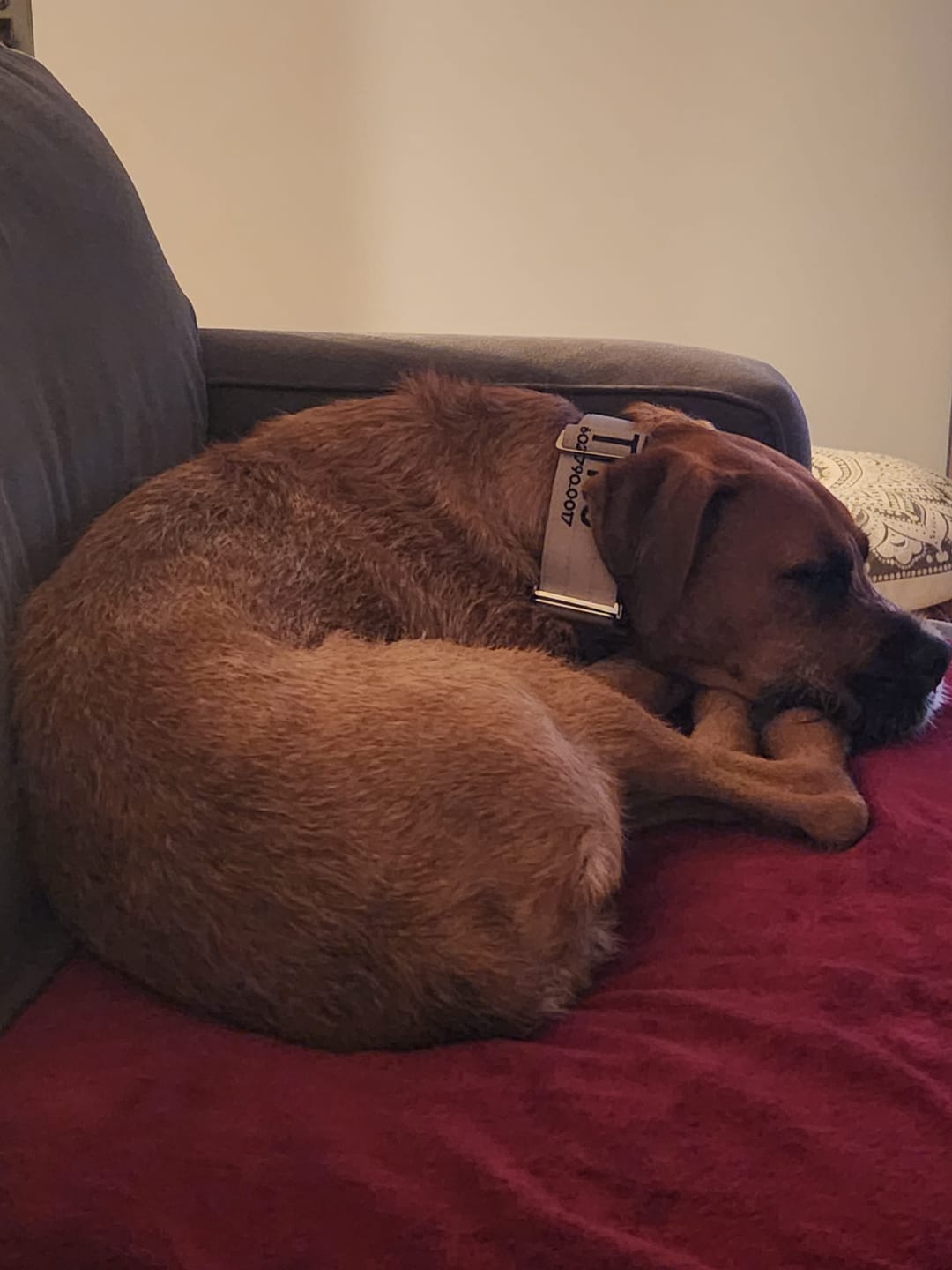 Customer photo review of 2" Luxe Martingale Dog Collar - Beach