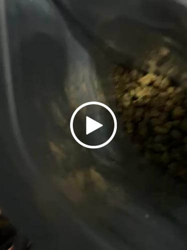 Customer video review of Bulk Exotic Smalls