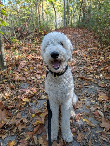 Customer photo review of 2" Luxe Martingale Dog Collar - Gold Noir