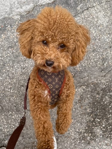 Customer photo review of Pettorina e guinzaglio Louis Pawtton