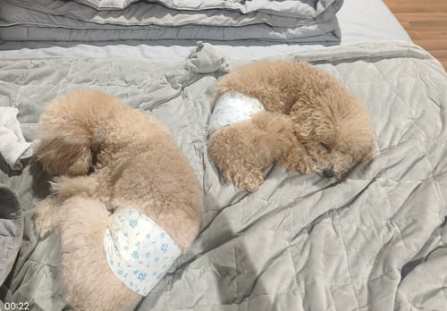 Customer photo review of Tidur Weighted Blankets