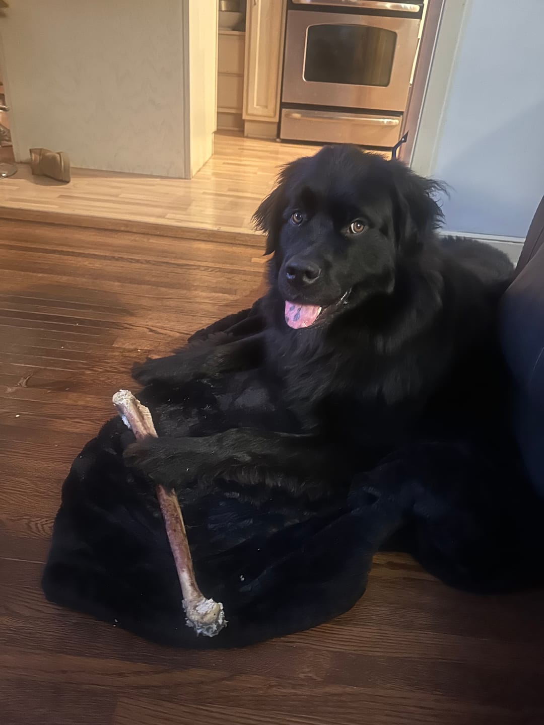 Customer photo review of Ostrich Long Bone (19" x 3.5"): The Ultimate Challenge for Medium, Large & Extra-Large Dogs