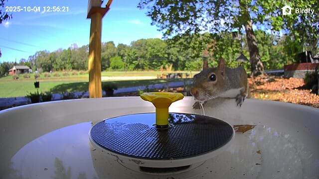 Customer photo review of Birdfy Bath Pro - Solar-Powered Smart Birdbath with Fountain