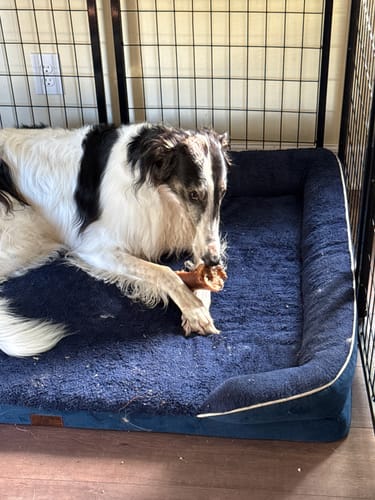 Customer photo review of Smoked Beef Marrow Bone