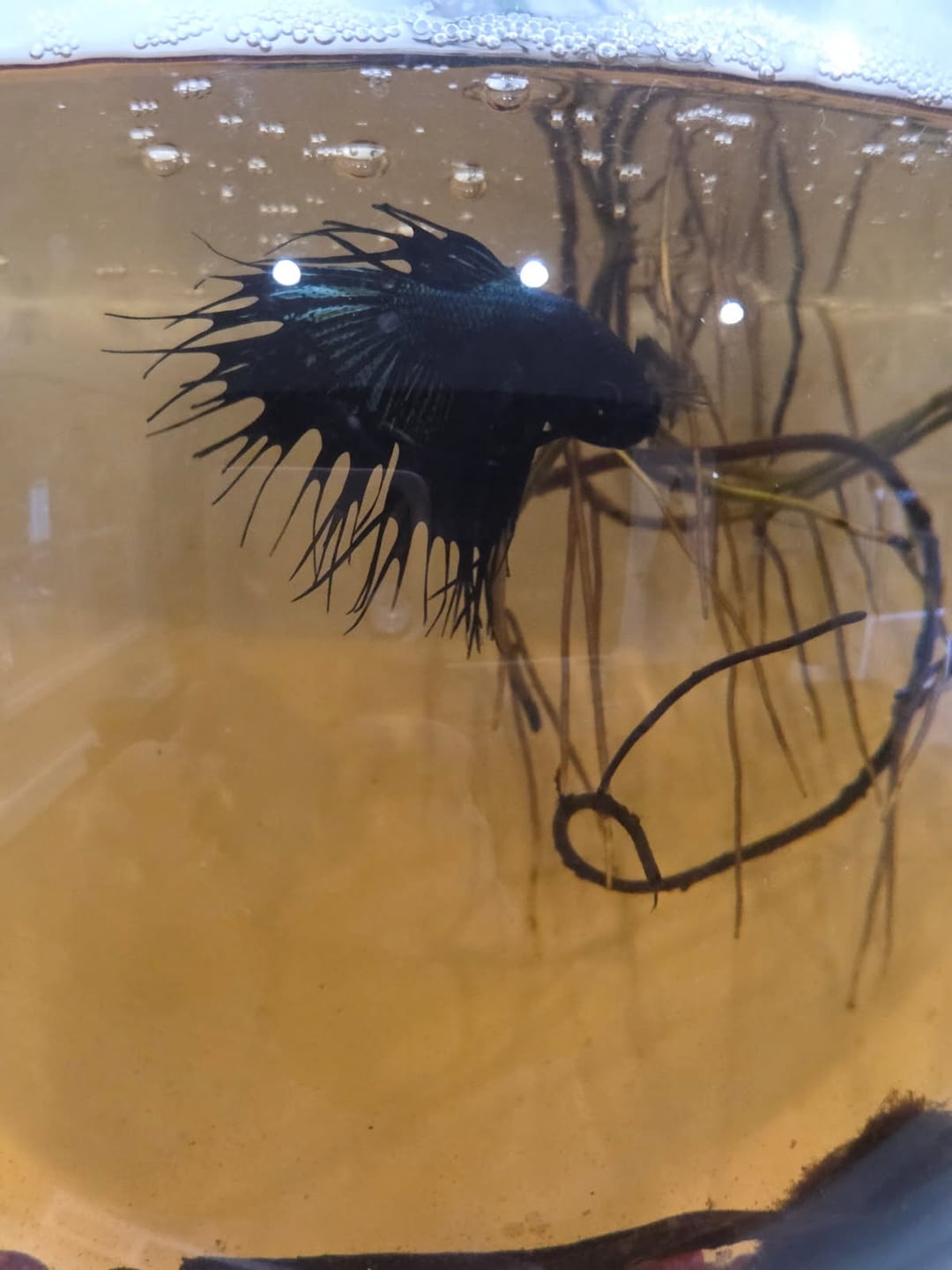 Customer photo review of Crowntail Black Orchid Male Betta Fish