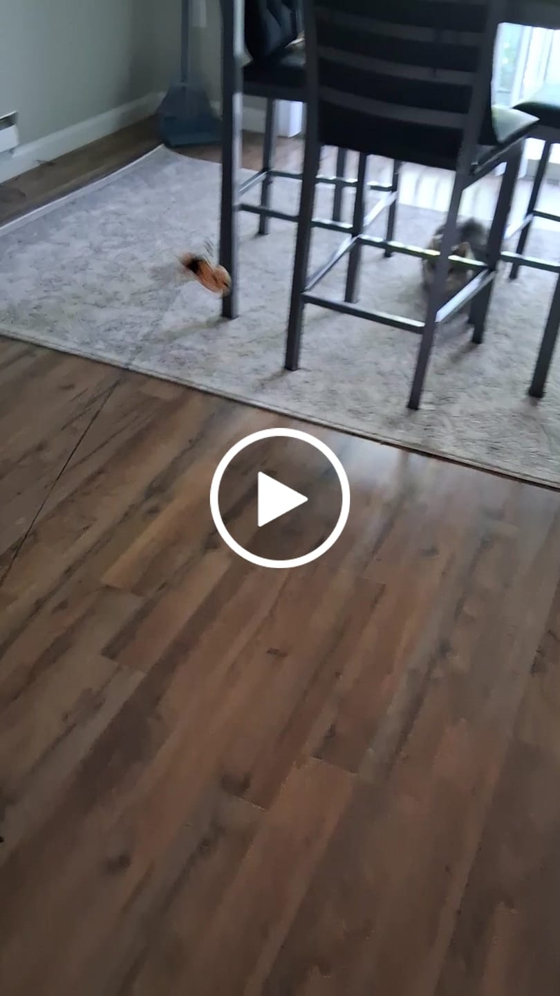 Customer video review of Interactive Bird Simulation Cat Toy Set | Leo's Paw