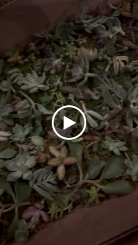 Customer video review of Assorted Succulent Cuttings