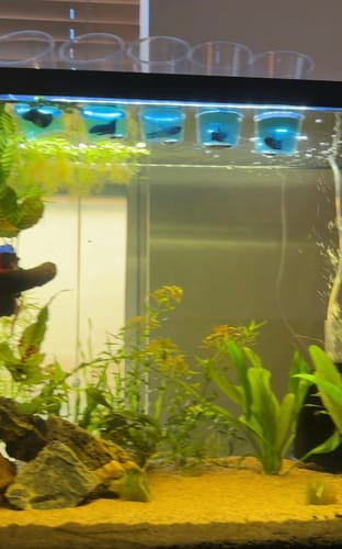 Customer photo review of Koi Nemo Female Betta Fish Sorority | Successful Sorority Pack
