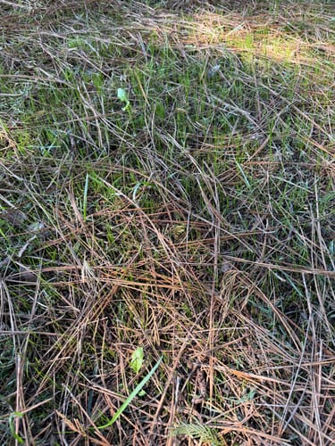 Customer photo review of GCI Turf Type Tall fescue Grass Seed