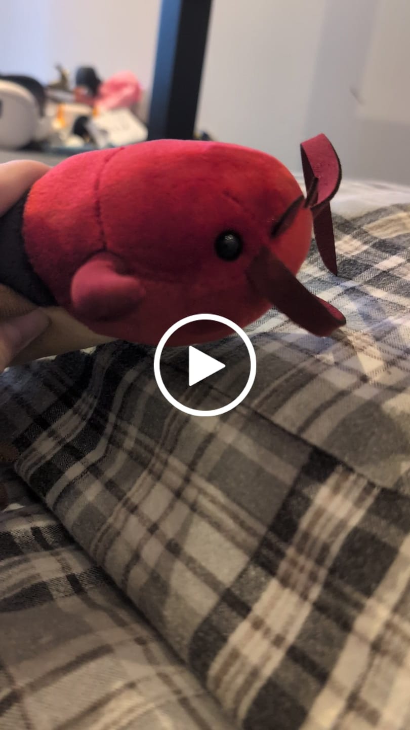 Customer video review of Chinese Red-Headed Centipede Stuffed Plush Toy