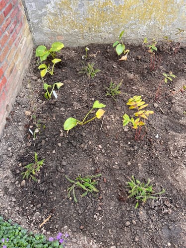 Customer photo review of Borderpakket Aanbieding Fantasie - Kleurrijke vaste planten mixpakket - schaduw - per m2