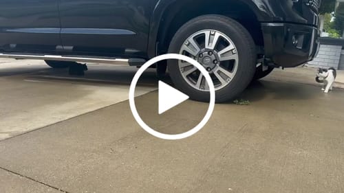 Customer video review of 2x Blisso Advanced Cat Probiotic | Cat Probiotic for Diarrhea & Kidney Support