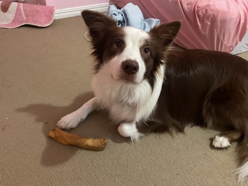 Customer photo review of Cow Skin Rolls (10 Pack) Long Lasting Chews