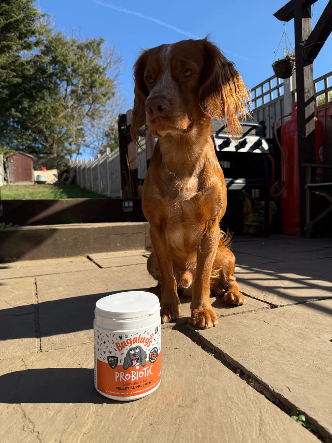 Customer photo review of Probiotic Digestive Fibre Pellet Supplement for Dogs