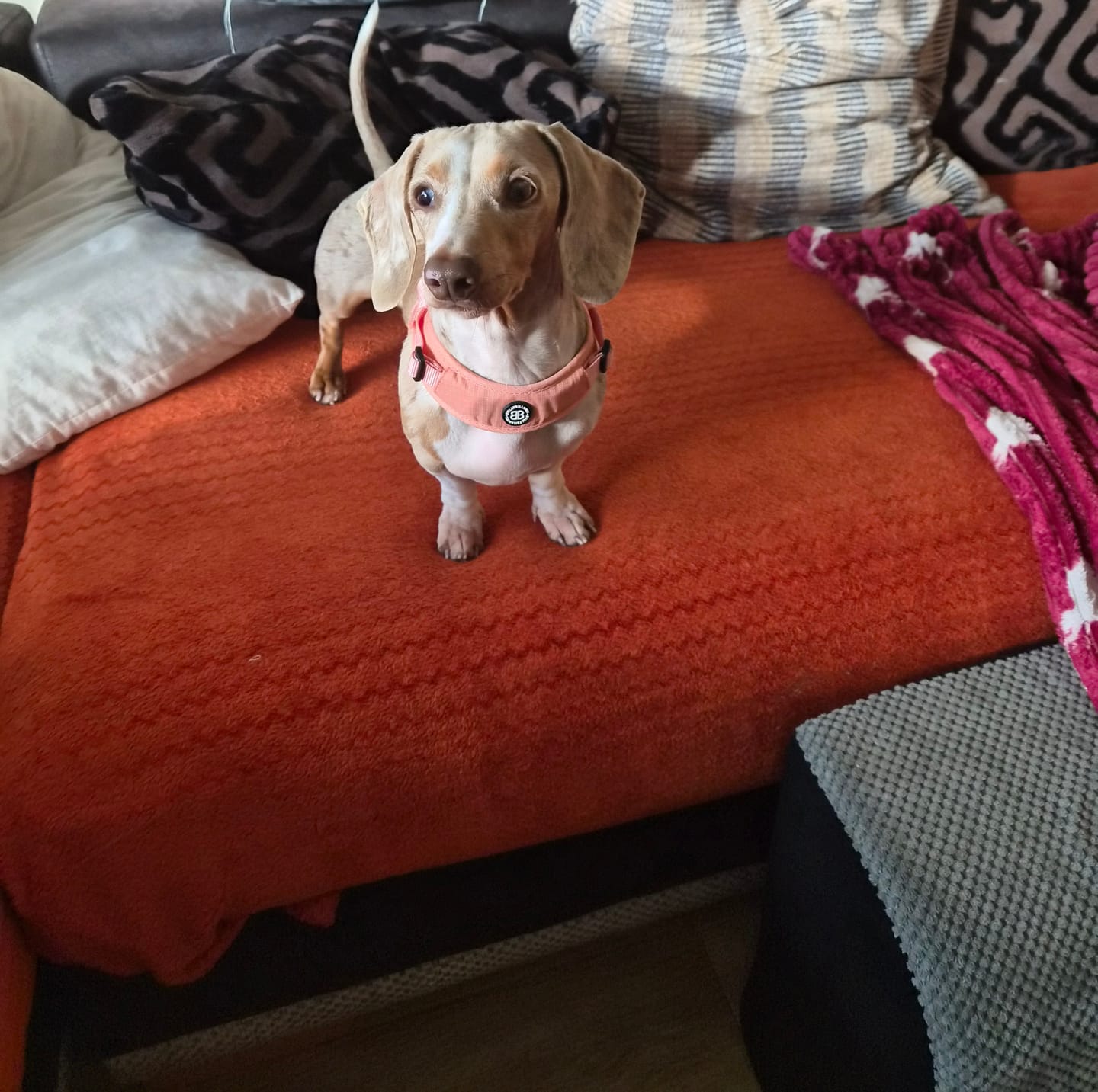 Customer photo review of Boomerang Harness - XS-M Breeds - Pink