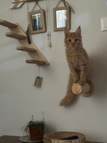 Avis photo d'un client sur Croquettes Chaton Sans Céréales - Poulet & Huile de Saumon