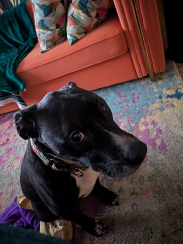 Customer photo review of Wild Salmon Pet CBD Oil (Multiple Sizes)