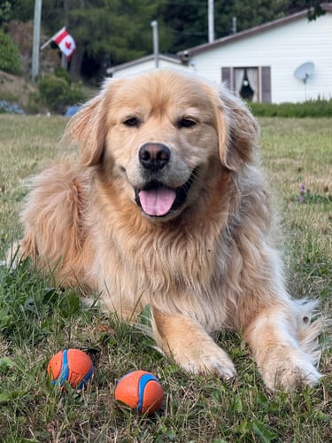 Customer photo review of 12 Inch Monster Bully Stick