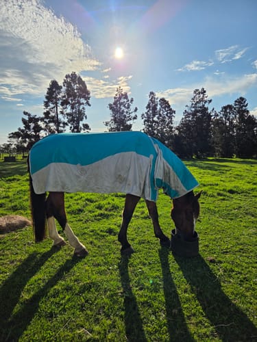 Customer photo review of Zilco Guardian Hybrid Combo